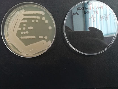 Bacillus subtilis subspecies-BNCC