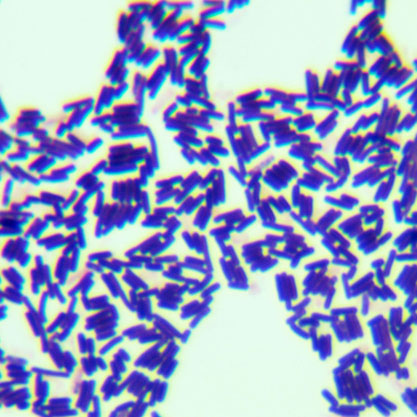 Bacillus subtilis-BNCC