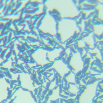 Bacillus subtilis-BNCC