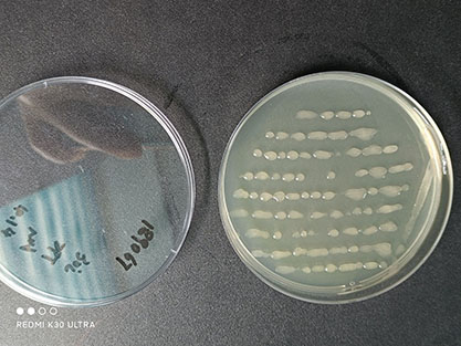 Bacillus licheniformis-BNCC