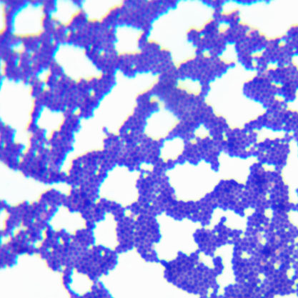 Enterococcus faecalis-BNCC