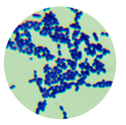 Streptococcus sp.-BNCC