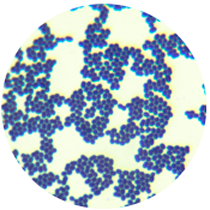 Enterococcus durans-BNCC