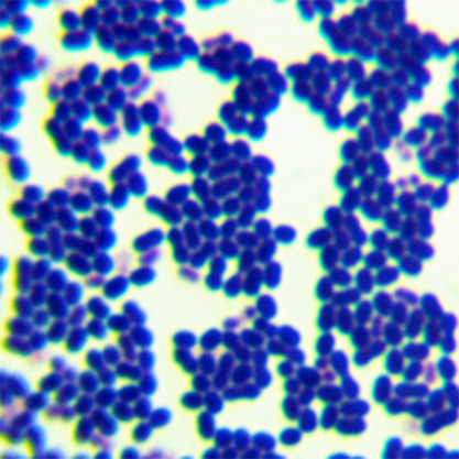 Enterococcus faecium-BNCC