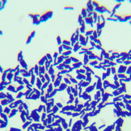 Bacillus amyloliquefaciens subsp. plantarum-BNCC