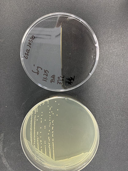 Bacillus subtilis-BNCC