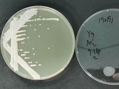 Saccharomycopsis fibuligera-BNCC