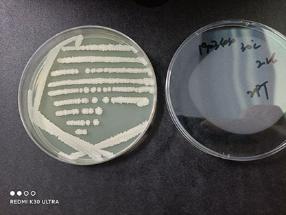 Bacillus subtilis subspecies-BNCC