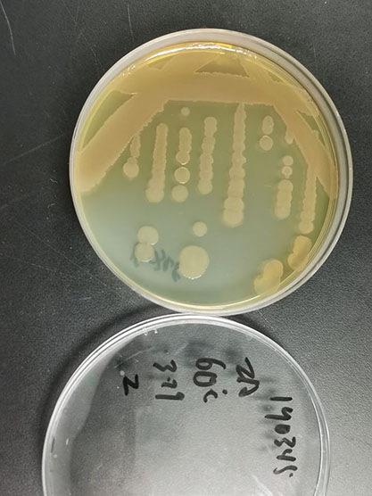 Anoxybacillus sp.-BNCC