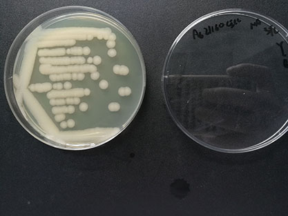 Bacillus cereus-BNCC