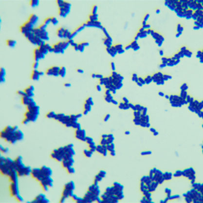 Lactobacillus reuteri-BNCC