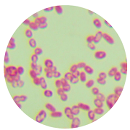 Azotobacter brown ball-BNCC