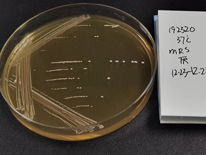 Bifidobacterium animalis subsp. lactis-BNCC