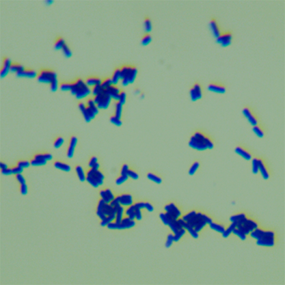 Bacillus amyloliquefaciens-BNCC