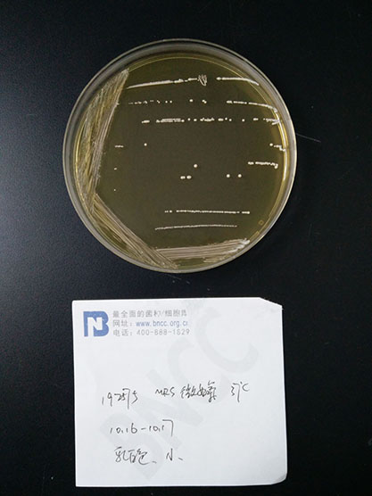 Lactobacillus plantarum-BNCC