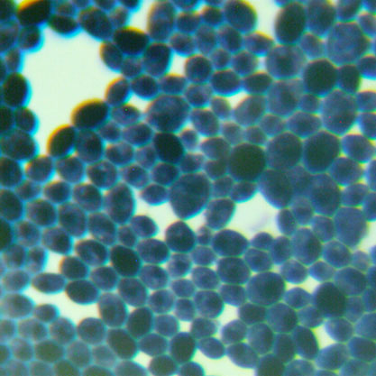 Saccharomyces cerevisiae-BNCC