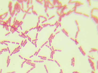 Deinococcus aquaticus-BNCC