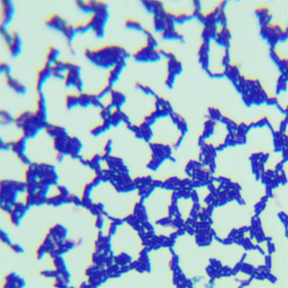 Lactobacillus fermentum-BNCC