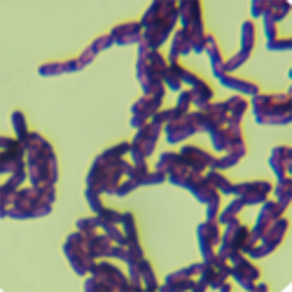 Bacillus sp.-BNCC
