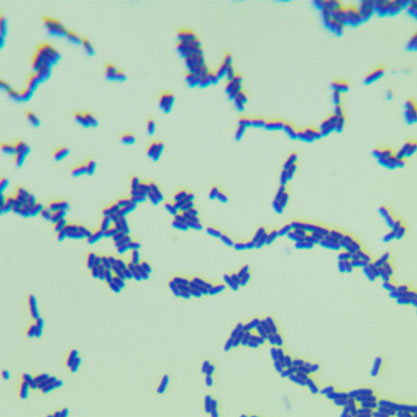 Lactobacillus murinus-BNCC