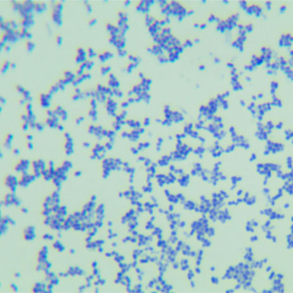 Enterococcus sp.-BNCC