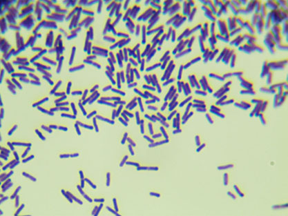 Bacillus fusiformis-BNCC