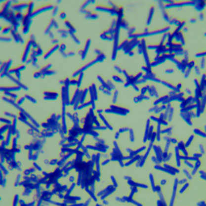 Lysinibacillus fusiformis-BNCC