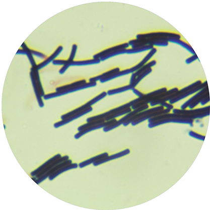 Bacillus subtilis-BNCC