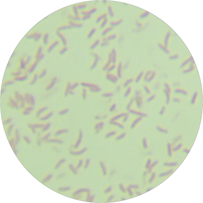 Vibrio mimicus-BNCC