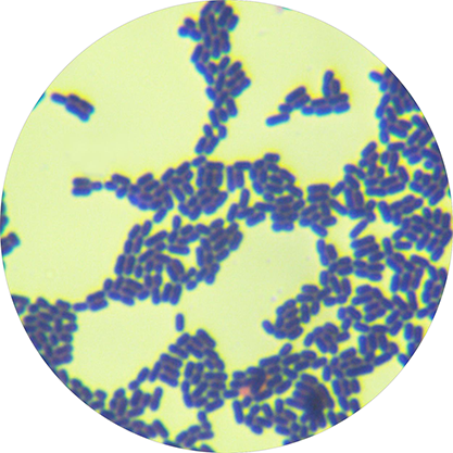 Lactobacillus-BNCC