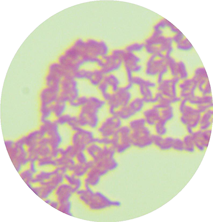 Leucobacterium-BNCC