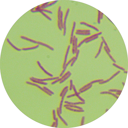 Dark blue purple bacillus-BNCC