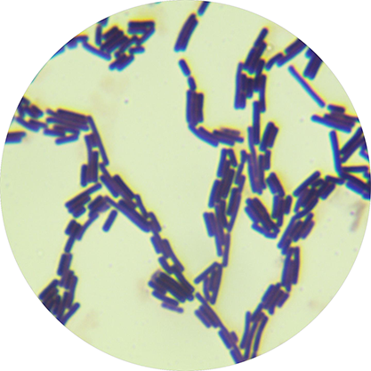 Bacillus subtilis-BNCC