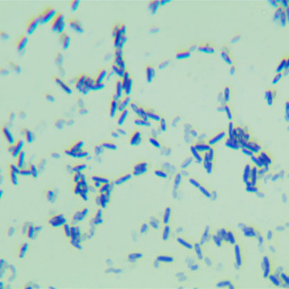 Bacillus smithii-BNCC