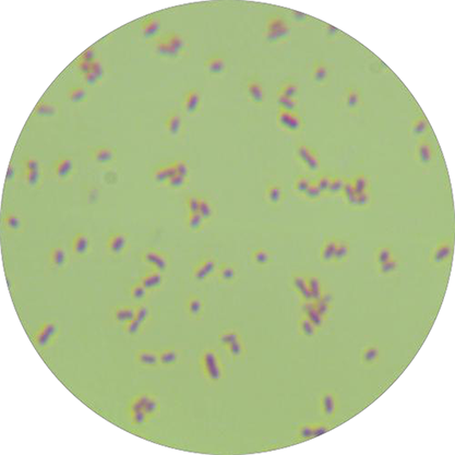 Enterobacter sp.-BNCC