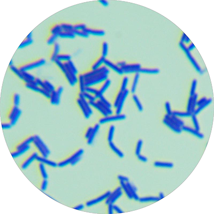 Lactobacillus acidipiscis-BNCC
