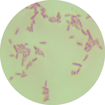 Rhizobium sp.-BNCC