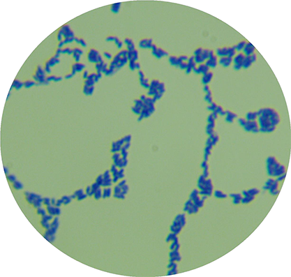 Microbacillus-BNCC