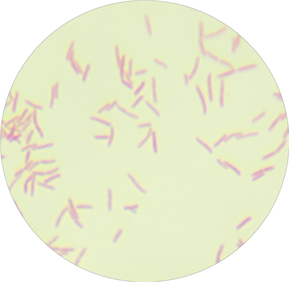 Denitrifying subspecies of colorless bacillus xylose oxidizing-BNCC