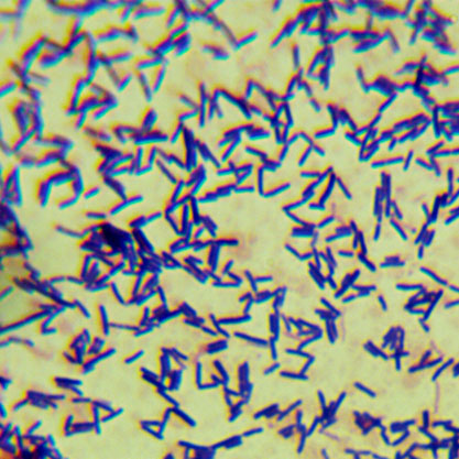 Bacillus licheniformis-BNCC