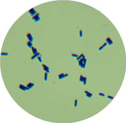Bacillus-BNCC