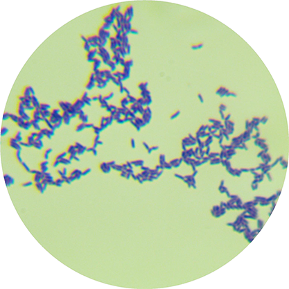 Arthrobacter globiformis-BNCC