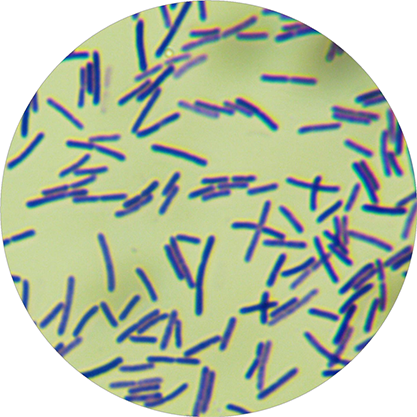 Brevibacillus laterosporus-BNCC