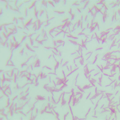 Lysobacter enzymogenes subsp. enzymogenes-BNCC