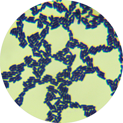 Lactobacillus sp.-BNCC