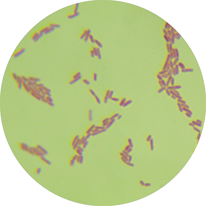 Pseudomonas sp.-BNCC