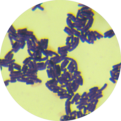 Bacillus sp.-BNCC