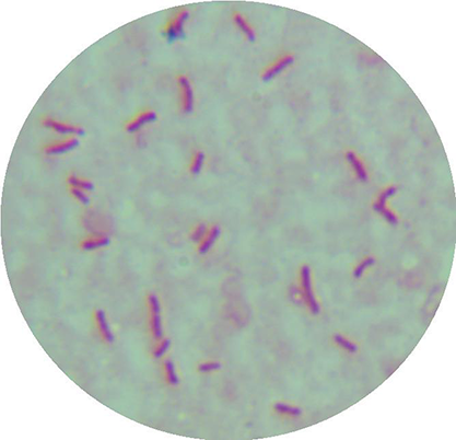 Rhizobium leguminosarum-BNCC