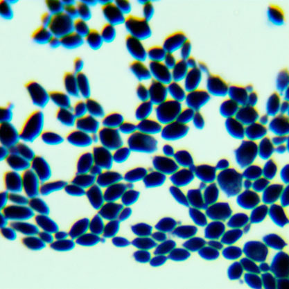 Zygosaccharomyces rouxii-BNCC