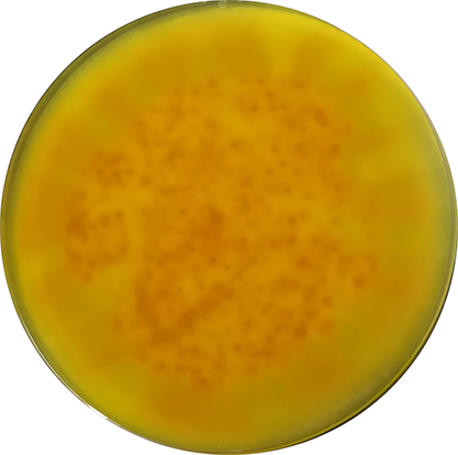 Talaromyces stipitatus-BNCC